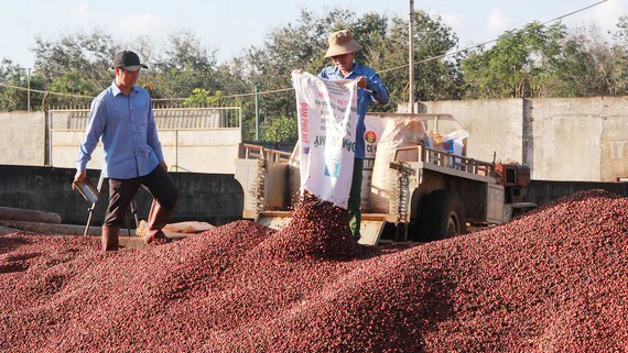 Giá cà phê xuất khẩu thấp nhất 10 năm qua