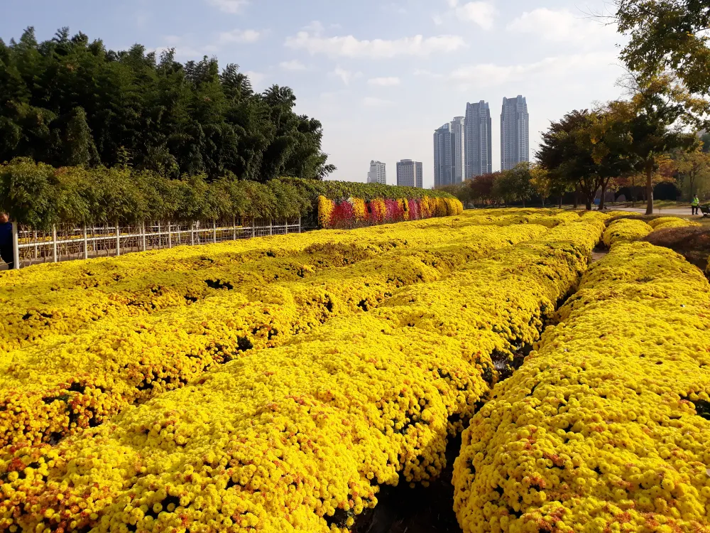 Khám phá những thành phố công nghiệp nổi tiếng ở phía đông nam Hàn Quốc  ảnh 9