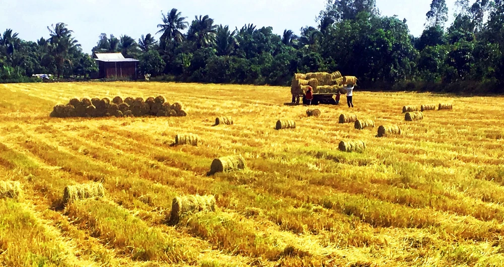 Đa dạng thị trường xuất khẩu gạo ảnh 1 Đa dạng thị trường xuất khẩu gạo ảnh 1