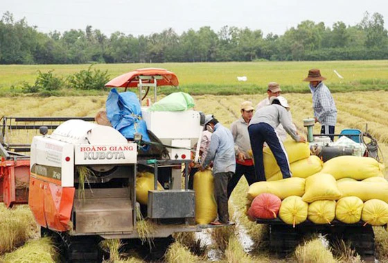 Lúa hè thu ở ĐBSCL lãi 20 - 25 triệu đồng/ha