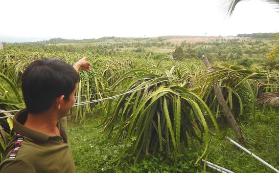 Người dân bức xúc vì trang trại heo quy mô lớn gây ô nhiễm