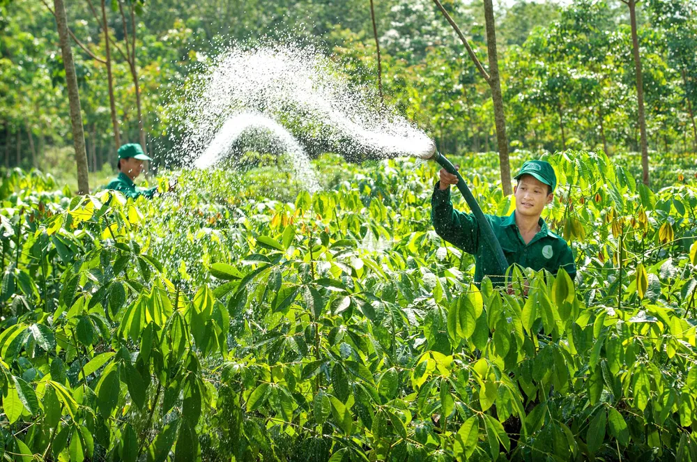 Nâng cao giá trị cây cao su  ​ ảnh 2