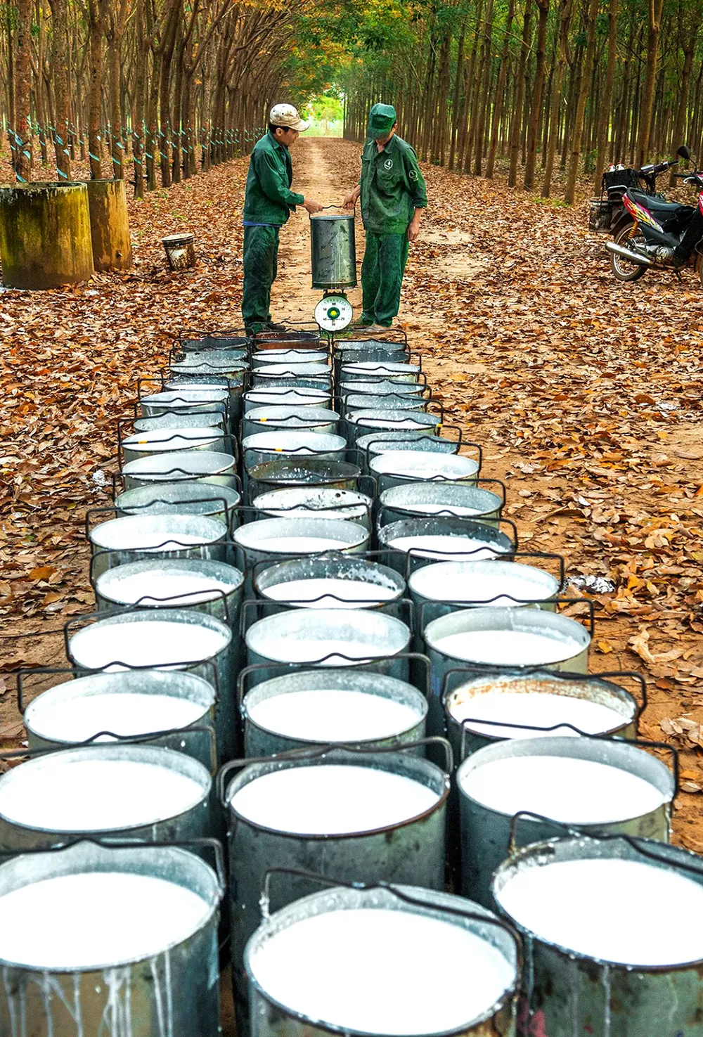 Nâng cao giá trị cây cao su  ​ ảnh 4