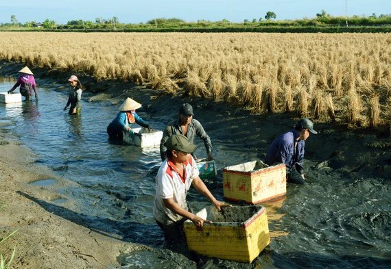 Nông dân huyện Thới Bình, Cà Mau sản xuất mô hình lúa - tôm. Ảnh minh họa