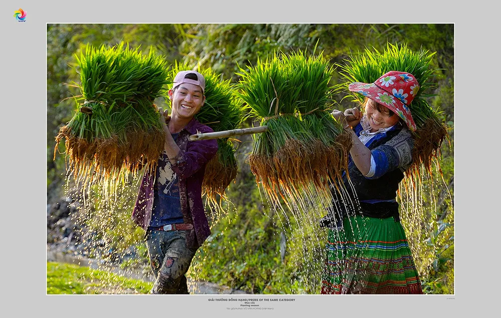 Tác phẩm Mùa cấy, tác giả Võ Văn Hoàng Tác phẩm Mùa cấy, tác giả Võ Văn Hoàng