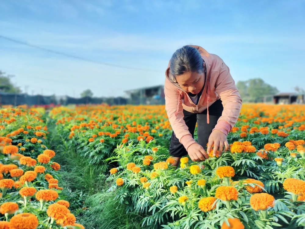 Chăm sóc hoa cúc vạn thọ chuẩn phục vụ thị trường tết ở làng hoa Tân Ba, thị xã Tân Uyên (Bình Dương). Ảnh: HOÀNG BẮC