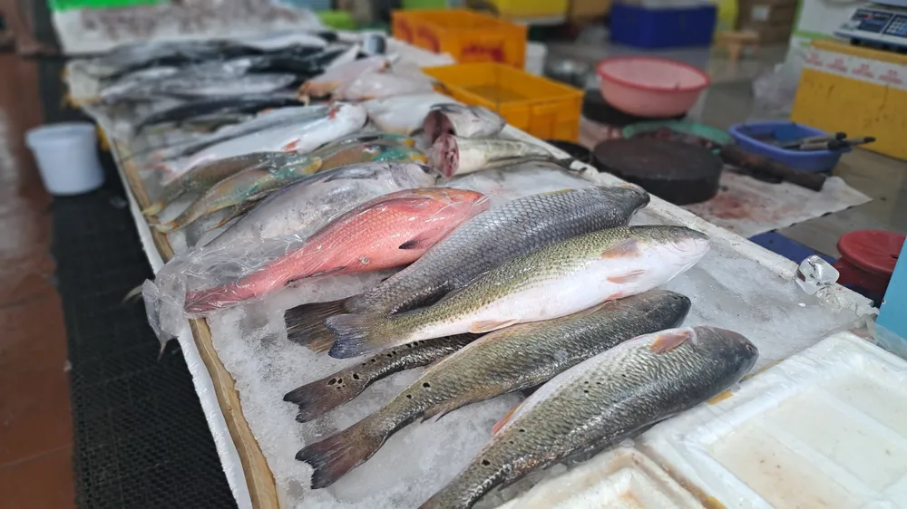 Nhiều loại cá biển tươi sống được bày bán tại chợ Xóm Lưới, phường 2, TP Vũng Tàu Nhiều loại cá biển tươi sống được bày bán tại chợ Xóm Lưới, phường 2, TP Vũng Tàu