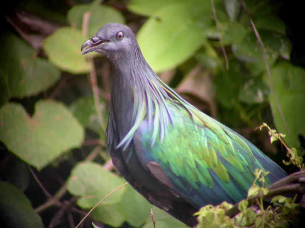 Bồ câu Nicoba pigeon - Caloenas nicobarica tại Vườn Quốc gia Côn Đảo Bồ câu Nicoba pigeon - Caloenas nicobarica tại Vườn Quốc gia Côn Đảo
