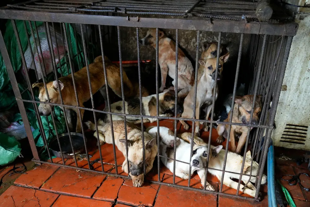 Nhiều chú chó bị bắt trộm để đưa về quán Cầy tơ 89 tiêu thụ Nhiều chú chó bị bắt trộm để đưa về quán Cầy tơ 89 tiêu thụ