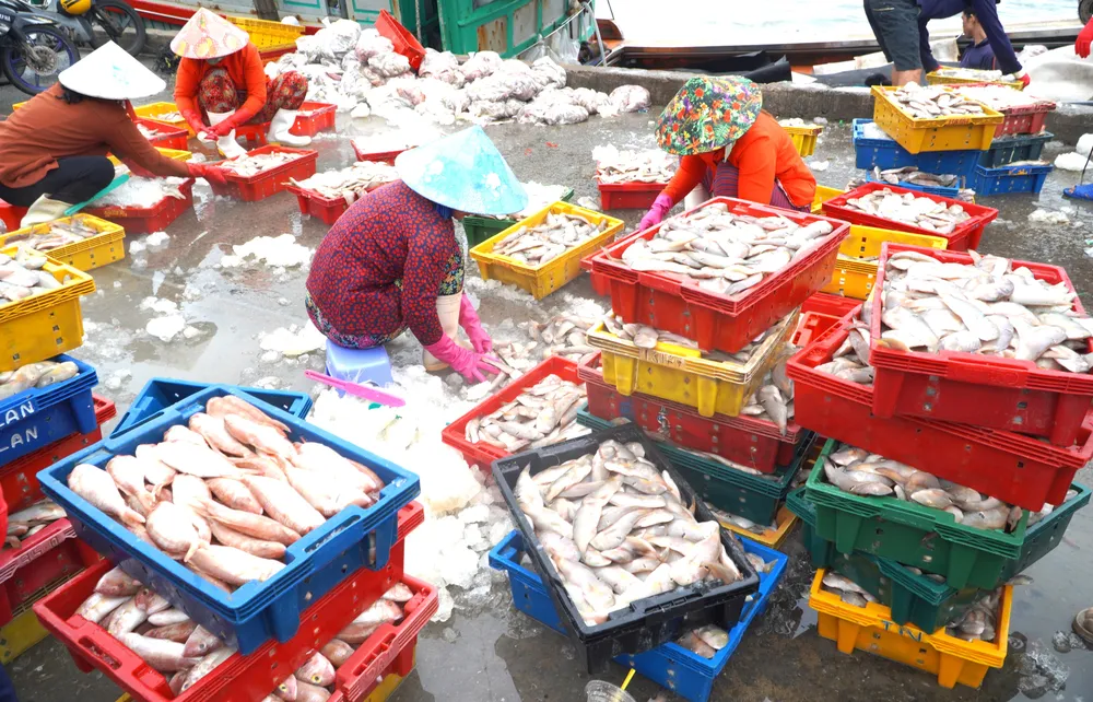 Nhiều loại cá tươi được nhanh chóng chuyển lên bờ giao cho thương lái DSC02015.JPG