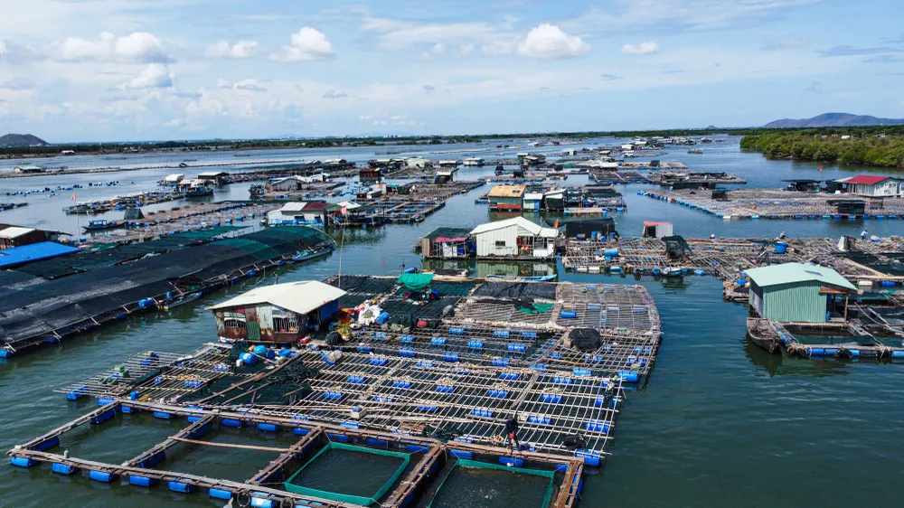 Nuôi trồng thủy sản trên sông Chà Và, xã Long Sơn, TPHCM các bè nuôi hàu.jpg