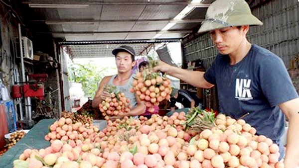  Vải thiều đang cháy hàng