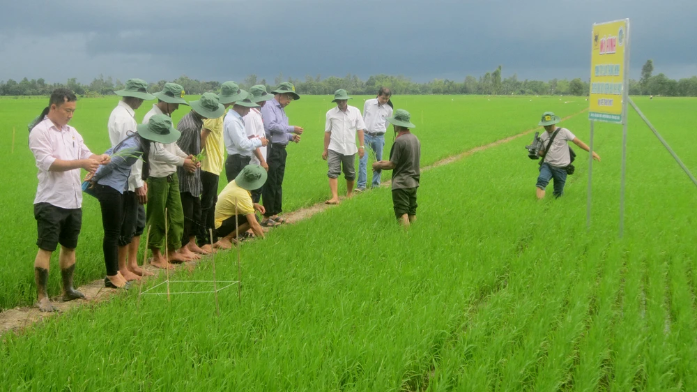 Các chuyên gia của Công ty CP Phân bón Bình Điền giúp nông dân thực hiện mô hình mới. Ảnh: PHAN NAM