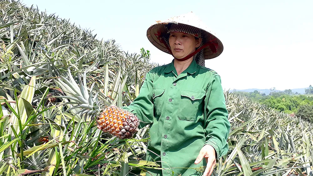 Nông dân buồn rầu vì giá thơm rớt thê thảm
