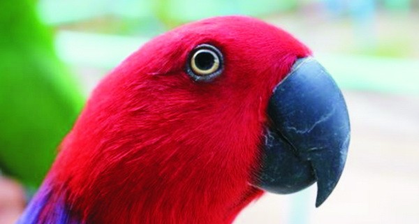 菲律賓長灘島 ảnh 3