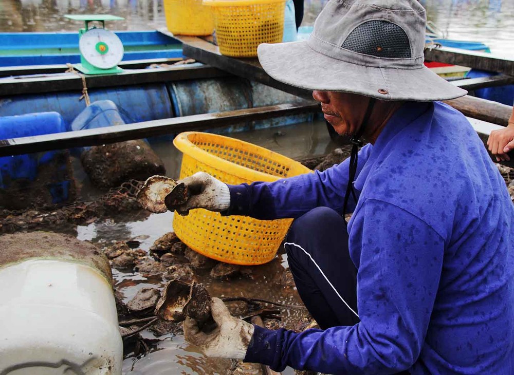 圖為岬角鄉養蠔合作社養殖的蠔突然大量死亡，造成嚴重損失。（圖源：綠色農家網）