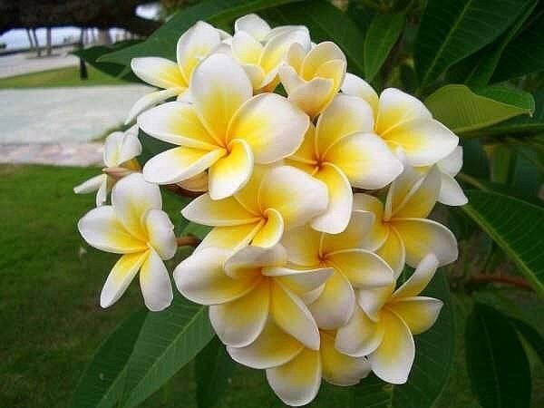 圖為雞蛋花。（圖源：互聯網）