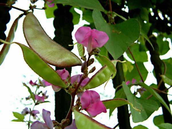 這９種花泡茶入菜也養生 ảnh 1