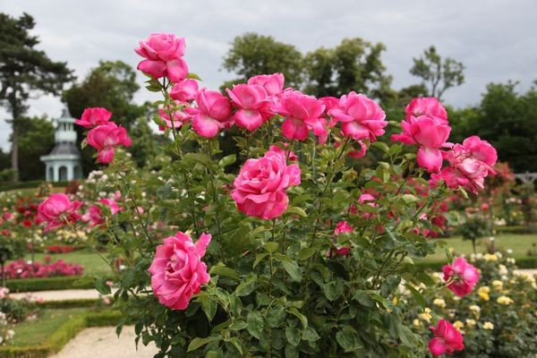 這９種花泡茶入菜也養生 ảnh 4