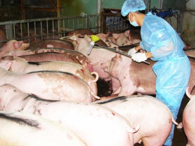 職能機關查獲在本市某養豬戶使用促進生產、提高瘦肉率的 半胱胺酸（Cysteamine）成長刺激素的豬群。