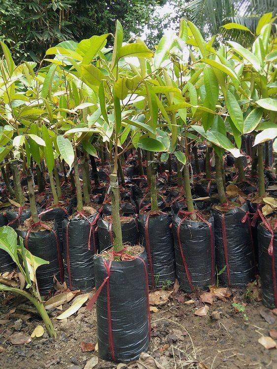 圖為 Durian Monthong 榴槤種苗。（圖源：互聯網）