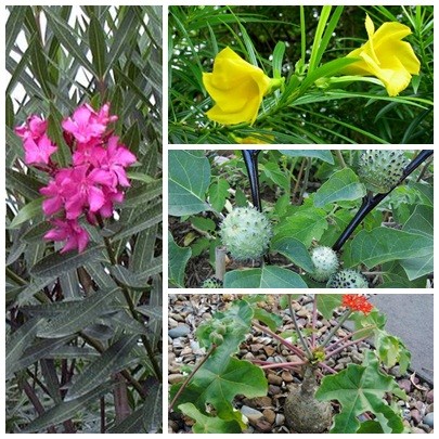 衛生部勸告切勿種植的若干有毒之花草樹木。（資料圖：互聯網）