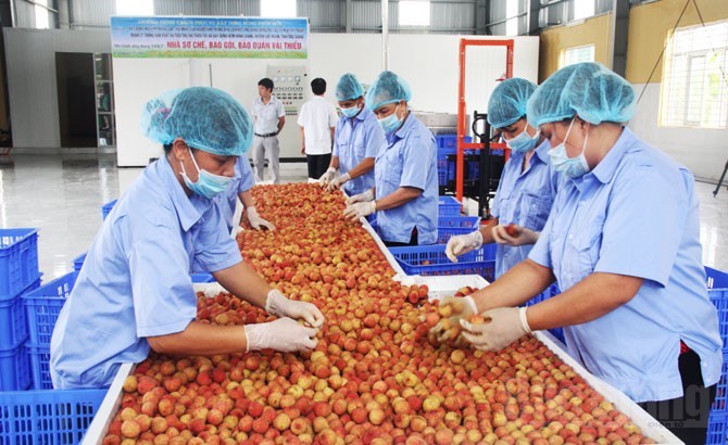 這是第二年向澳洲出口荔枝。（圖源：互聯網）