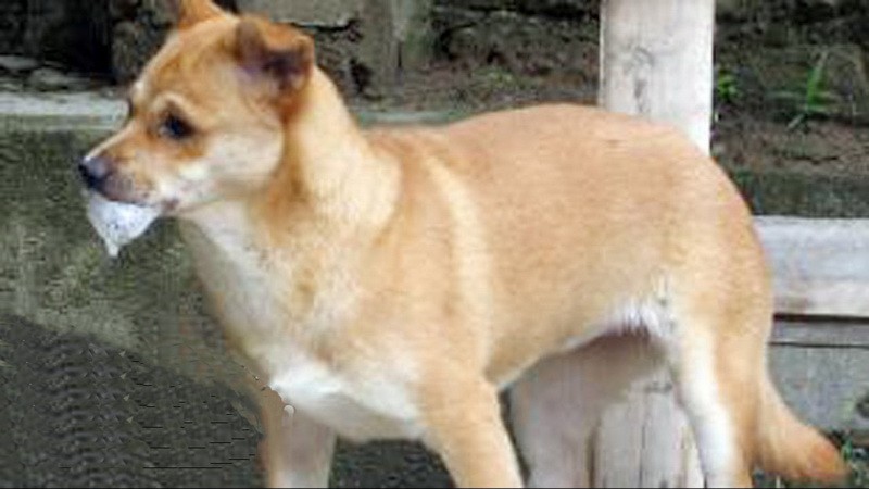 示意圖。（圖片來源：互聯網）