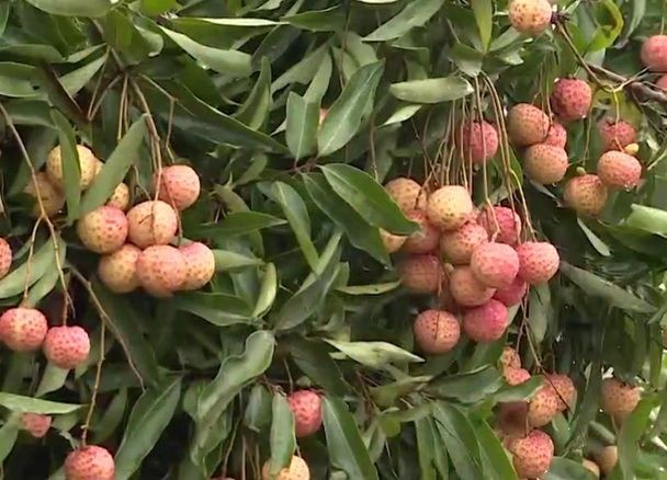 （示意圖來源：互聯網）