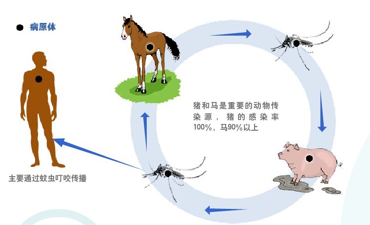 乙腦的傳播途徑。(資料圖源：互聯網)