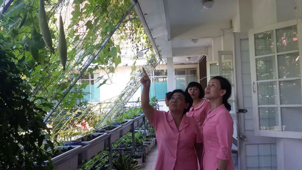 第五郡婦女會成員在觀看準備收成的小菜園。