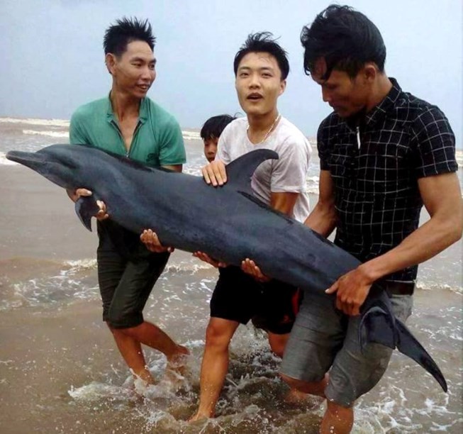 三名年輕漁民將該海豚送回大海。(圖源：互聯網)