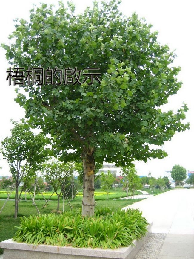 示意圖。（圖片來源：互聯網）