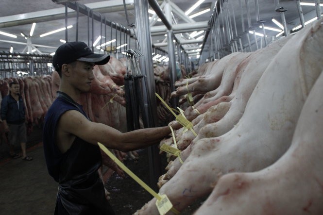 圖為福門集散市場的豬隻，均帶上追溯二维码脚环，全部能追溯豬隻的來源地。（圖源：阮智）