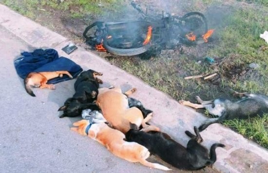 偷狗賊遭圍毆 ảnh 1