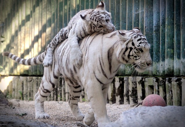 （示意圖源：互聯網）