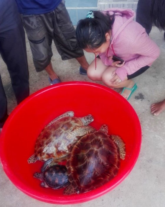 民眾主動上交珍稀玳瑁 ảnh 1
