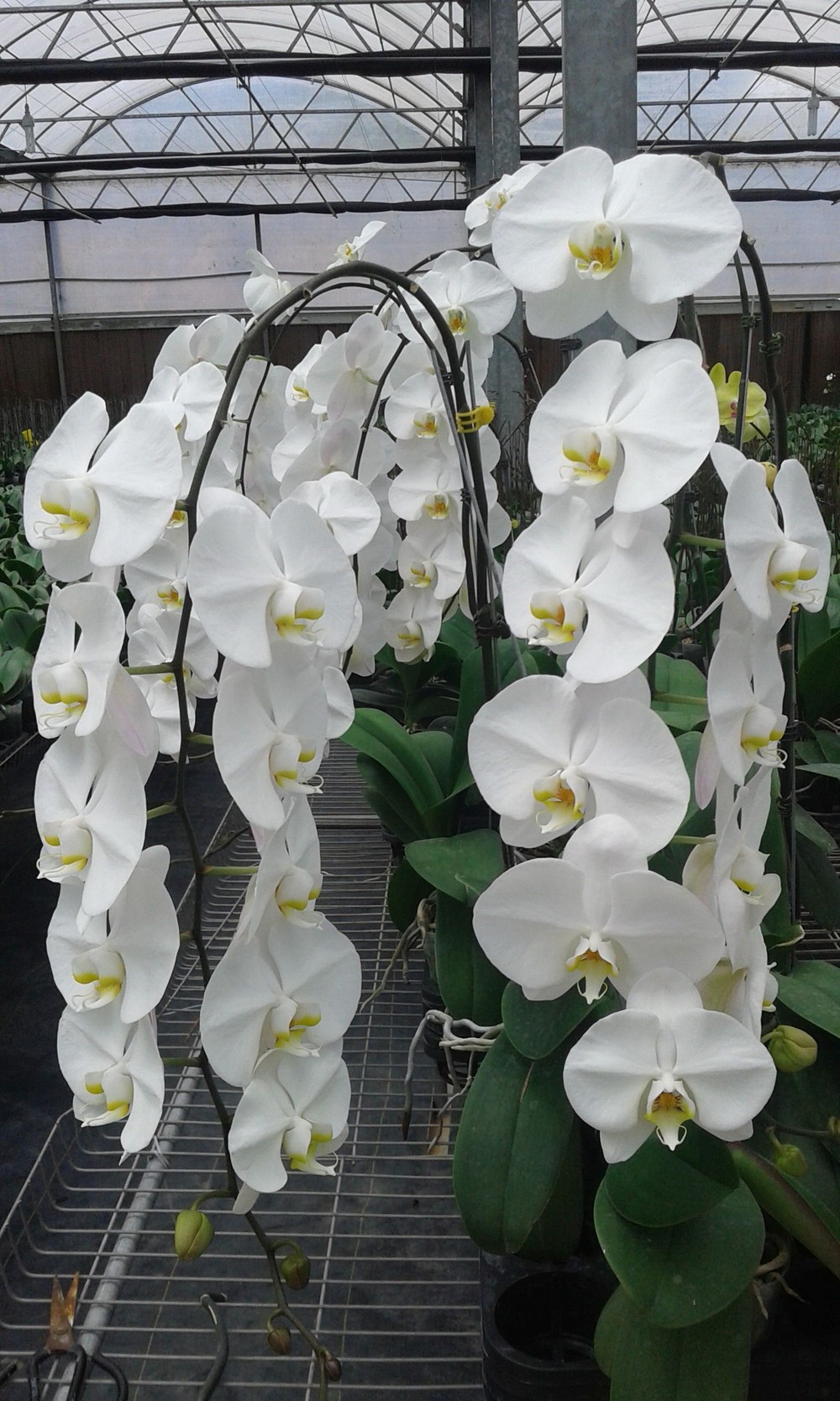 走近“花中君子”聽幽香 ảnh 1