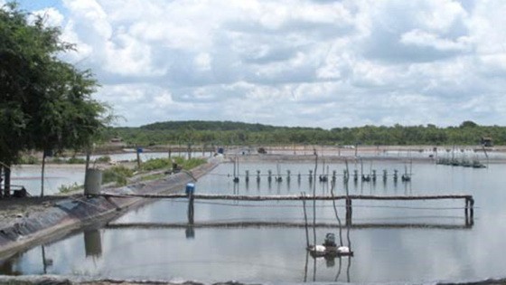 圖為芹耶縣里仁鄉新農村的對蝦養殖塘。（圖源：互聯網）