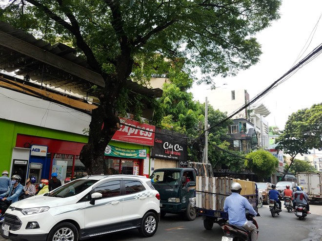 新平郡黃花探街上的樹木將被遷移或砍伐以拓寬路面。（圖源：福巡）