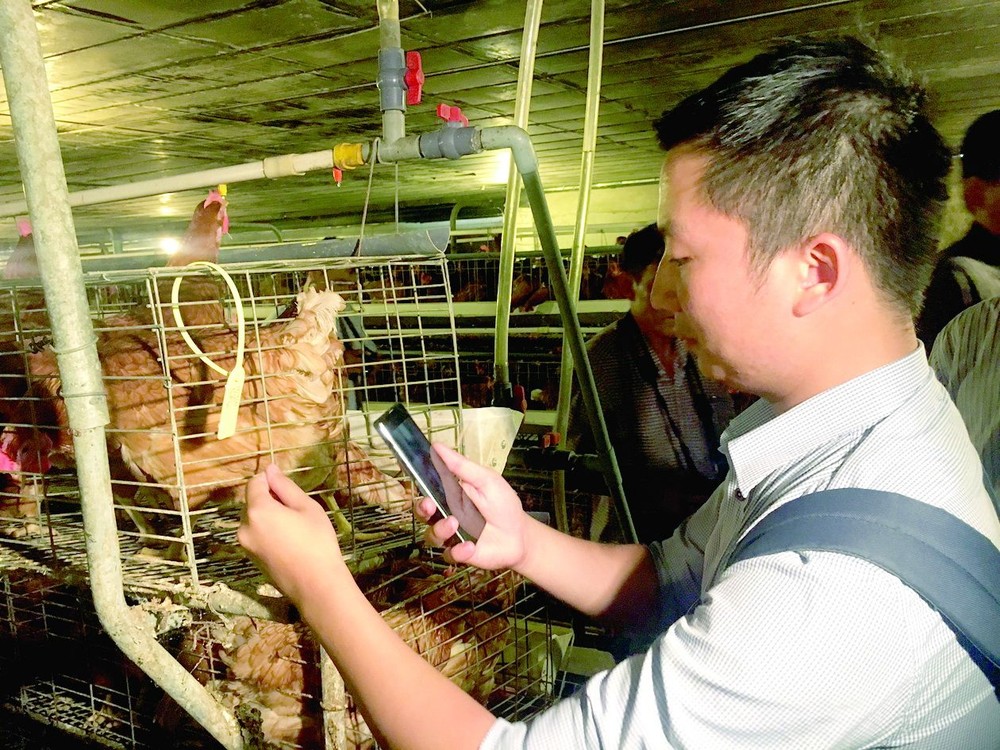 工作人員正在檢查家禽來源。(圖源:互聯網)