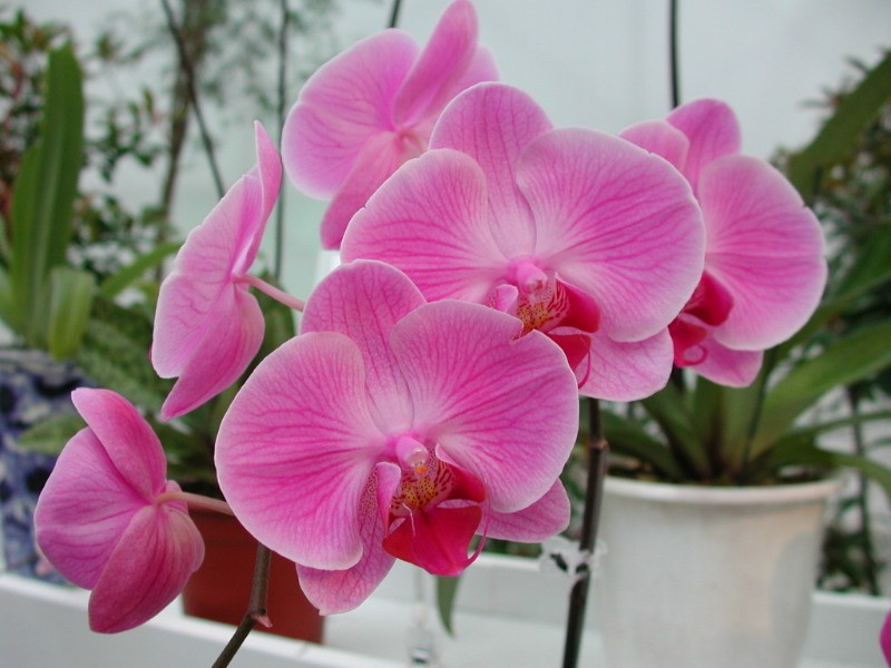 小詩３首 ảnh 2