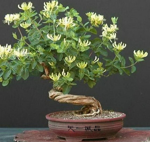 金銀花盆景。（示意圖源：互聯網）