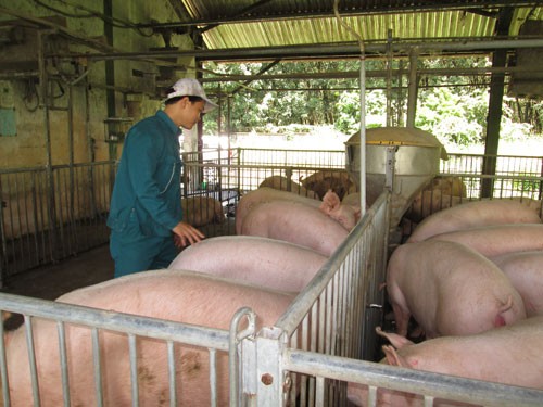 同奈省生豬價格下跌。（示意圖源：互聯網）