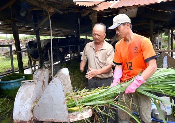 古芝縣阮文努大伯指引兒子粗加工牧草以作為乳牛飼料。