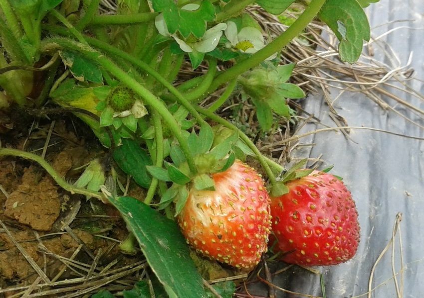 新鮮水果對遊客極具吸引 力，往往在果園即場摘食。