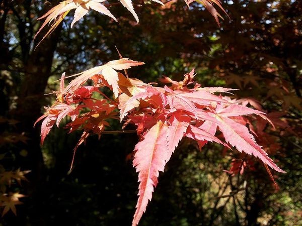 (示意圖源:互聯網)
