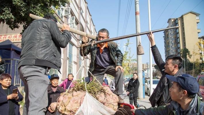 119 公斤“紅薯王”。（圖源：互聯網）