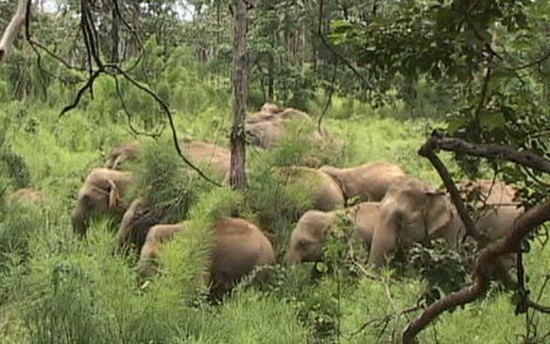 同奈省野象群破壞農作物。（圖源：仕宣/越通社）