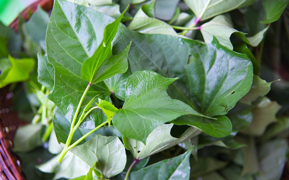 紅薯葉。（圖源：互聯網）